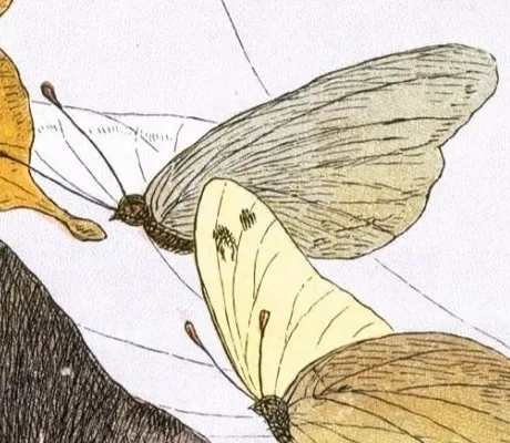 Illustration of fairies and butterflies
